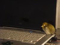思い出してごーらーんー。 2009/11/25 05:31:08
