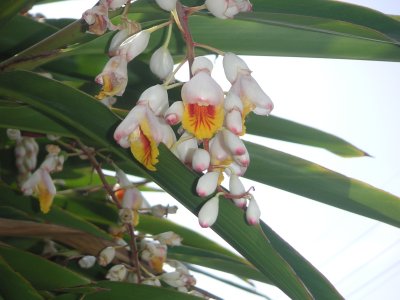 サンニンの花