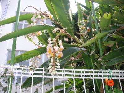 サンニンの花