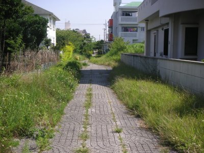沖縄の雑草