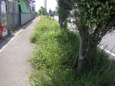 沖縄の雑草