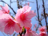 お家の桜も・・・