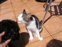 子猫はいかがですか？ 2008/05/02 00:53:33