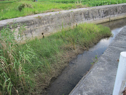田芋畑の橋