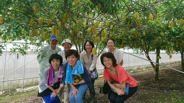 スターフルーツ収穫体験～赤嶺果樹園