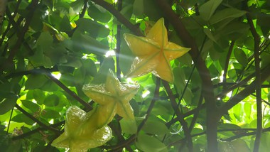 スターフルーツ収穫体験～赤嶺果樹園