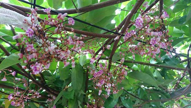 スターフルーツ収穫体験～赤嶺果樹園