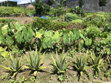 野菜の日