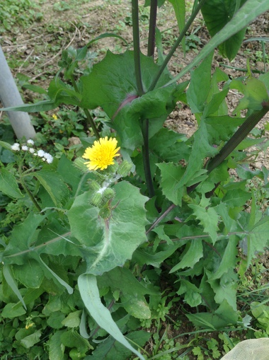 食べられる野草も花盛り