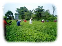 山城紅茶の茶摘み体験　コミュニティ土日の会 2013/05/20 16:12:28