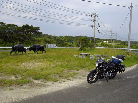 原付二種で行く離島キャンプツーリング　徳之島