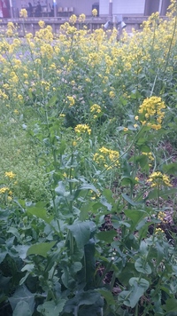菜の花 2016/04/08 13:50:20