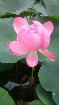 水元公園 (葛飾区)