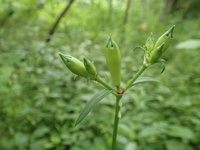 節黒仙扇(フシグロセンノウ) / 箱根湿生花園