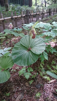 殿ヶ谷戸庭園(国分寺) 2016/04/25 09:47:48