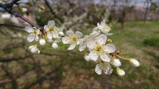 スモモ (長沼公園)