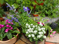 寄せ植え 体験 2016/07/17 09:19:22