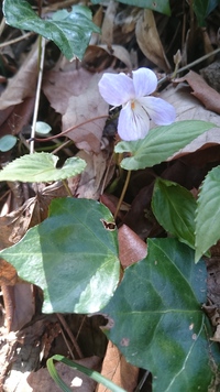 長葉菫細辛 (長沼公園) 2016/03/29 17:47:15
