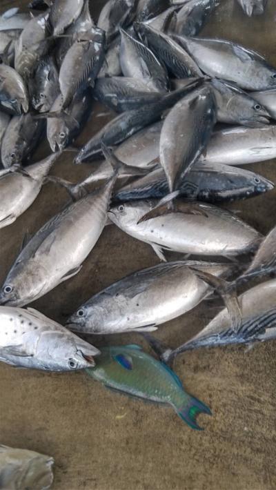 風が吹けば桶屋が 島唄楽宴 ぶんみゃあ