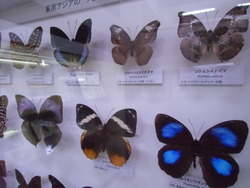 琉大の風樹館