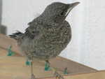 ガチマヤー鳥