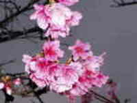 桜・タンカンの時期到来。 2007/01/31 18:55:00
