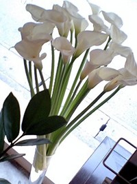 Calla Lily（カラー） 2007/03/18 09:44:00