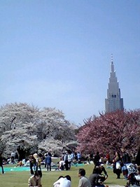 さくら・咲く...tokyo 2007/04/04 18:44:21