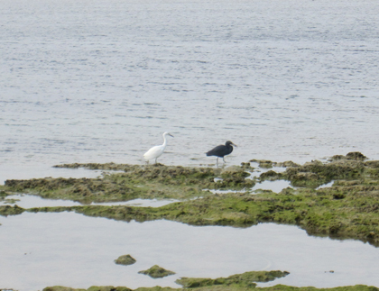 白と黒の海鳥