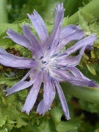 ジュニア野菜ソムリエ講座 2011/07/19 11:51:55