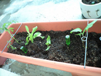 ベランダ菜園復活 2010/10/15 13:20:58