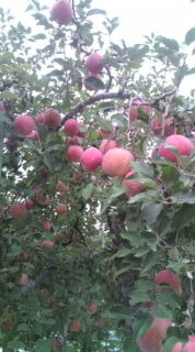 りんご園 2010/10/30 10:26:20