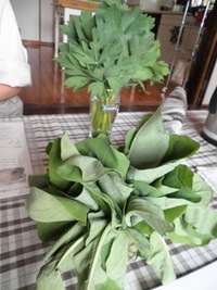 沖縄野菜お勉強 2011/03/11 15:44:17
