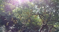 風〜菜とよ子ママの畑で 2011/04/24 09:27:06