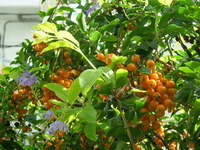 花々　７