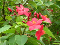 花々　８
