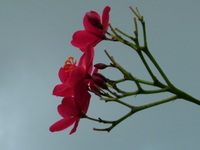 花々　１