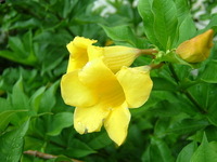花々　２