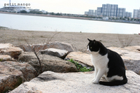 海とねことカメラと。