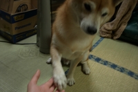しつけ