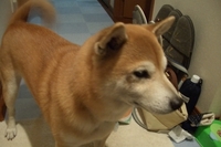 りゅうびん 2007/02/01 22:20:00