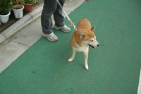 ごはん