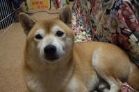 野良犬？ 2006/12/26 18:25:57