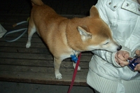 夜の帝王