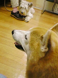 アレルギー 2007/10/12 22:33:10