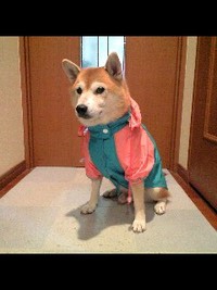 待望の雨の日 2007/10/26 21:42:41