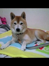 ありがとう 2007/12/31 20:41:39