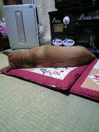 くびれが… 2007/11/04 20:02:02