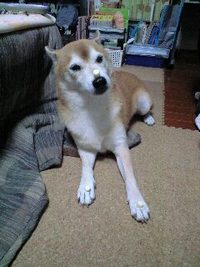 まてっ！ 2007/11/10 20:06:13