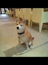 らんぞう君 2007/11/17 17:12:36